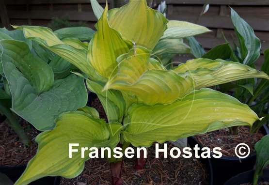 Hosta First Dance